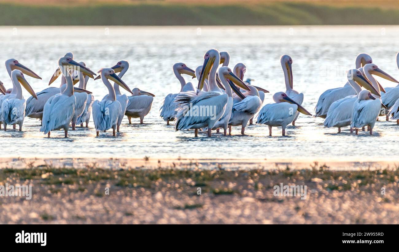 Stormo di pellicani rosa che si tuffano in acque poco profonde al tramonto. Foto Stock