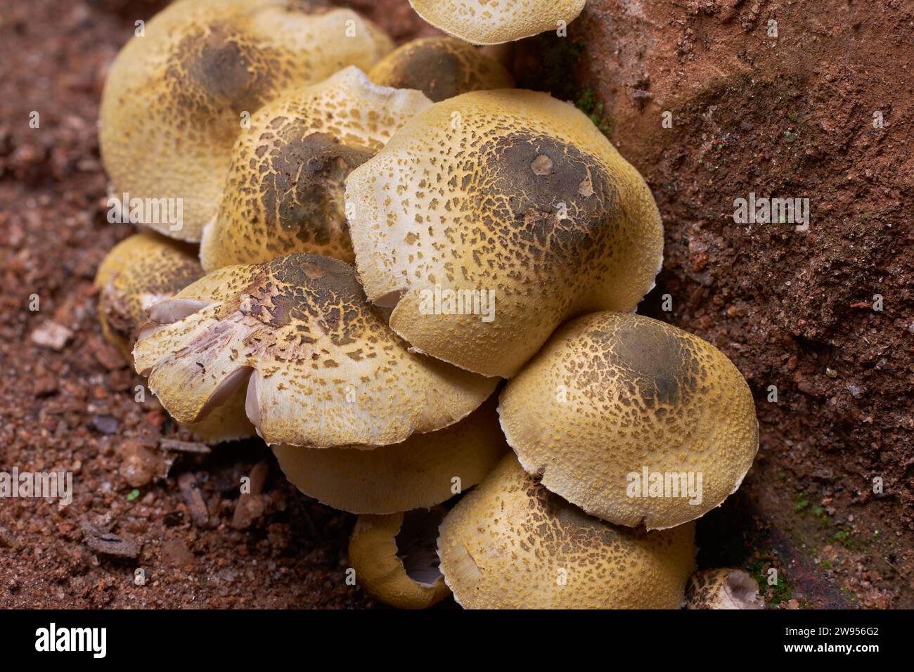 vista ravvicinata di un gruppo di funghi che spuntano dopo la pioggia, condizioni umide e fredde dopo la pioggia offrono un ambiente ideale per la loro crescita Foto Stock