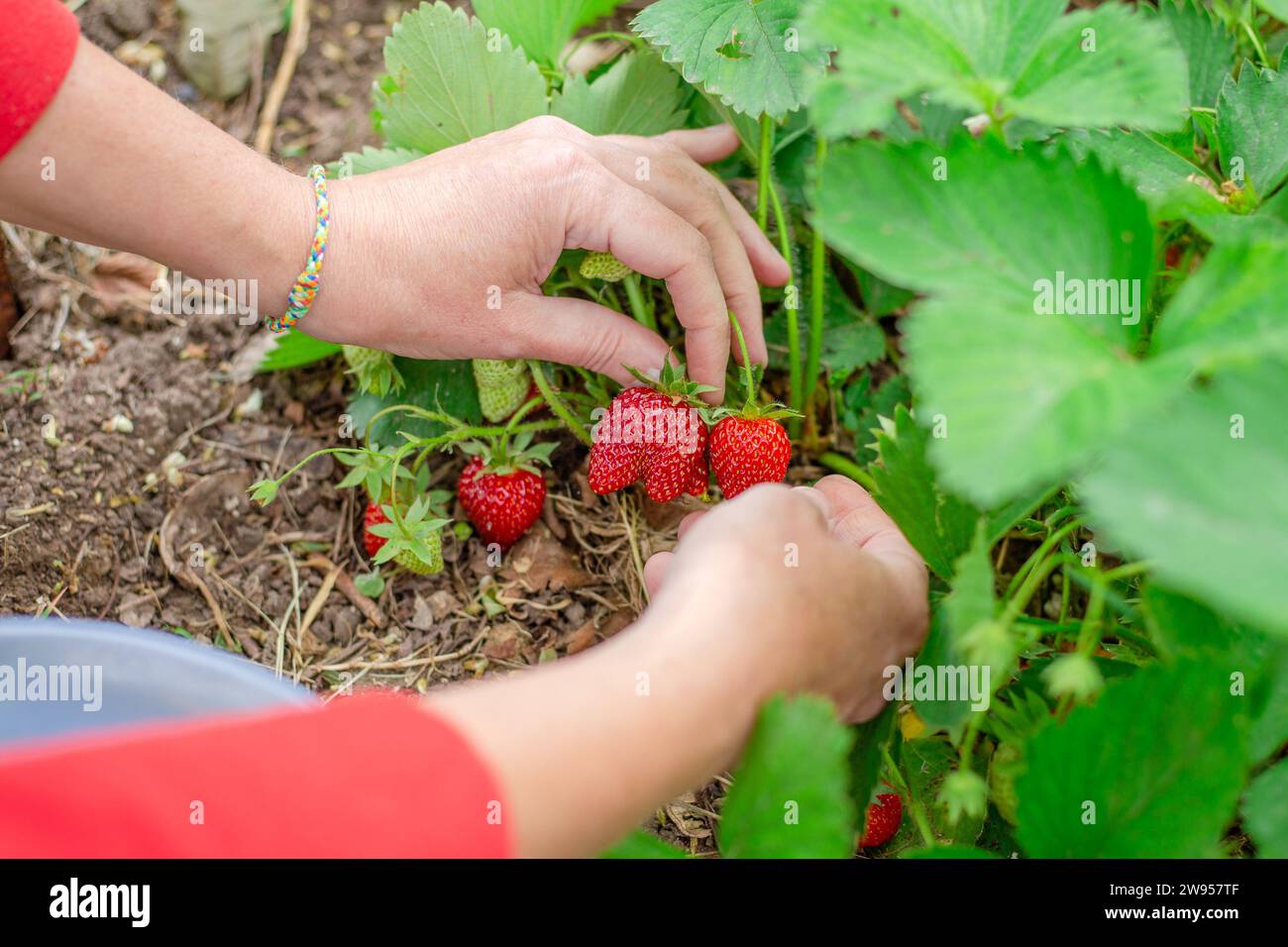 Una donna raccoglie fragole mature dai cespugli del giardino. Raccolta di frutti di bosco. Foto Stock