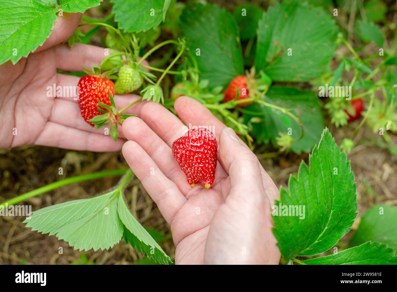 la donna tiene in mano fragole mature in giardino. Raccolta di frutti di bosco. Foto Stock