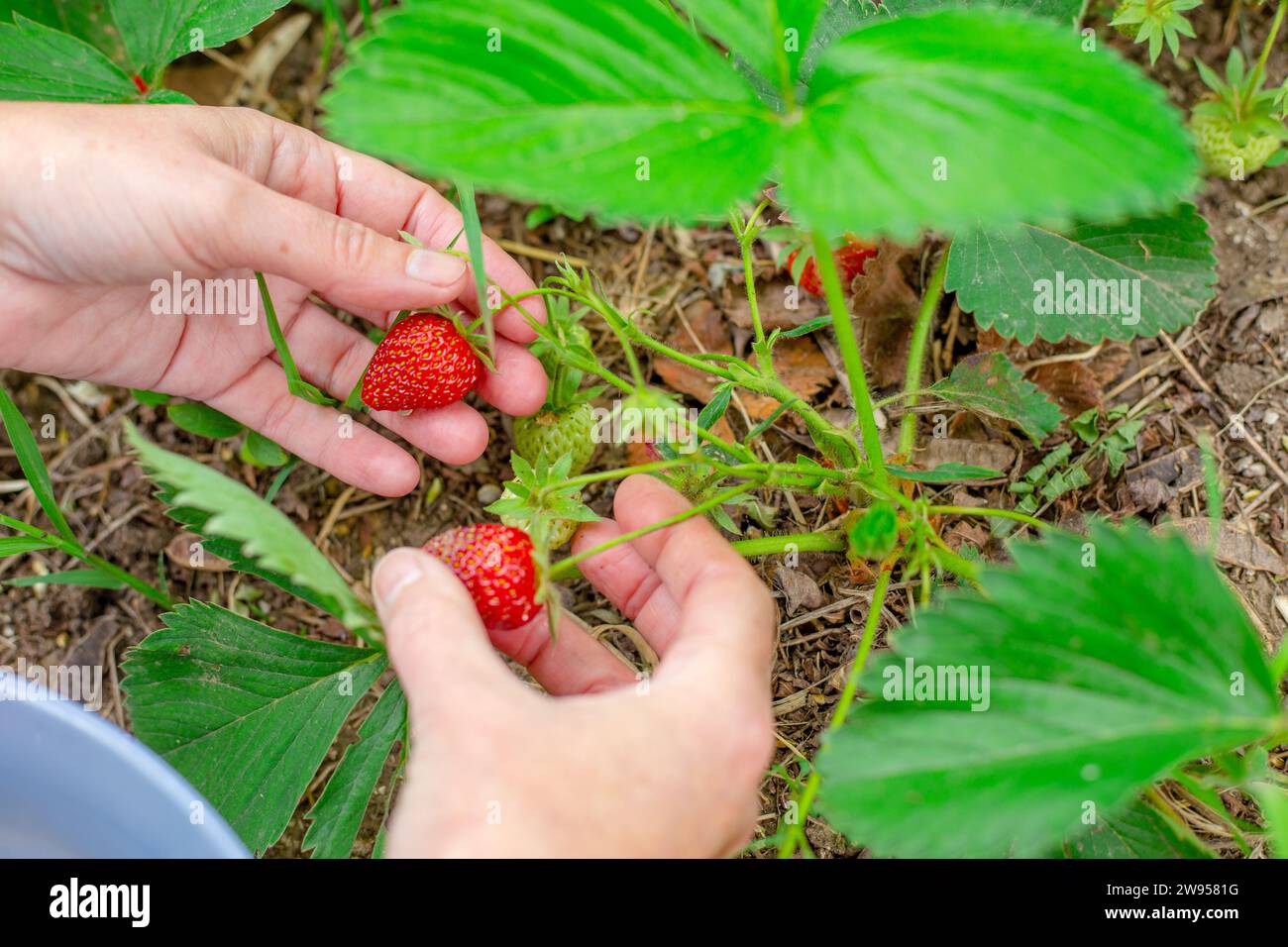 la donna raccoglie fragole mature dai cespugli del giardino. Raccolta di frutti di bosco. Foto Stock