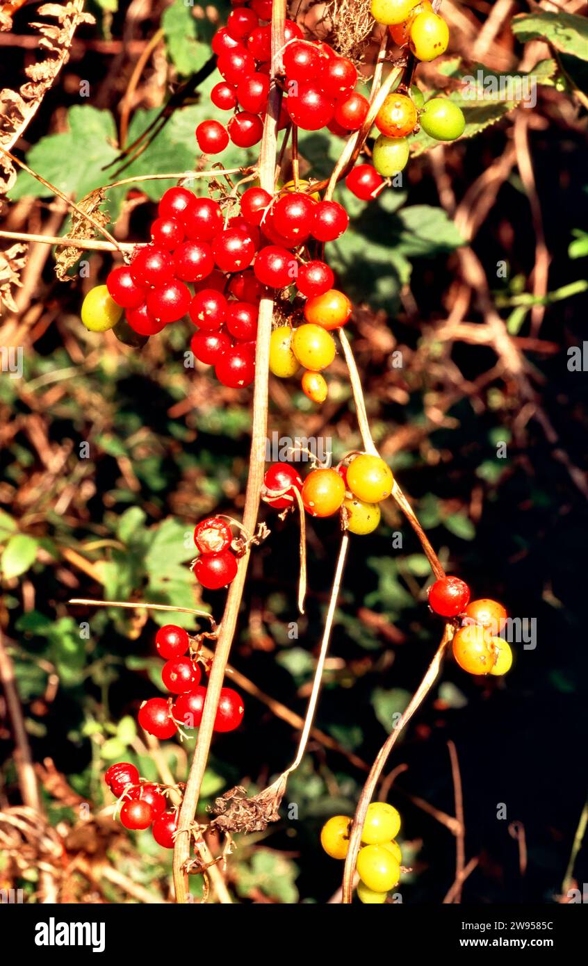 Frutti colorati del Black Bryony dioscorea communis Foto Stock