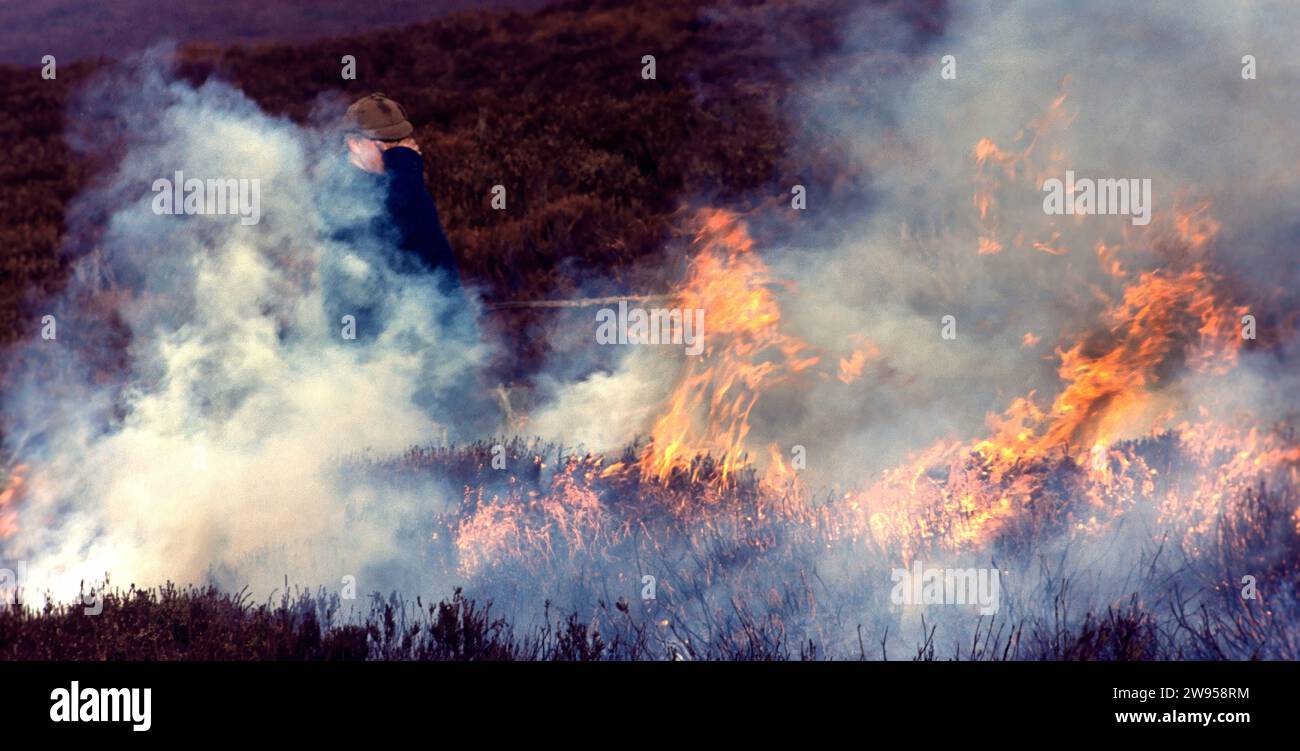 Heather brucia il tradizionale fumo in Scozia ti entra negli occhi Foto Stock