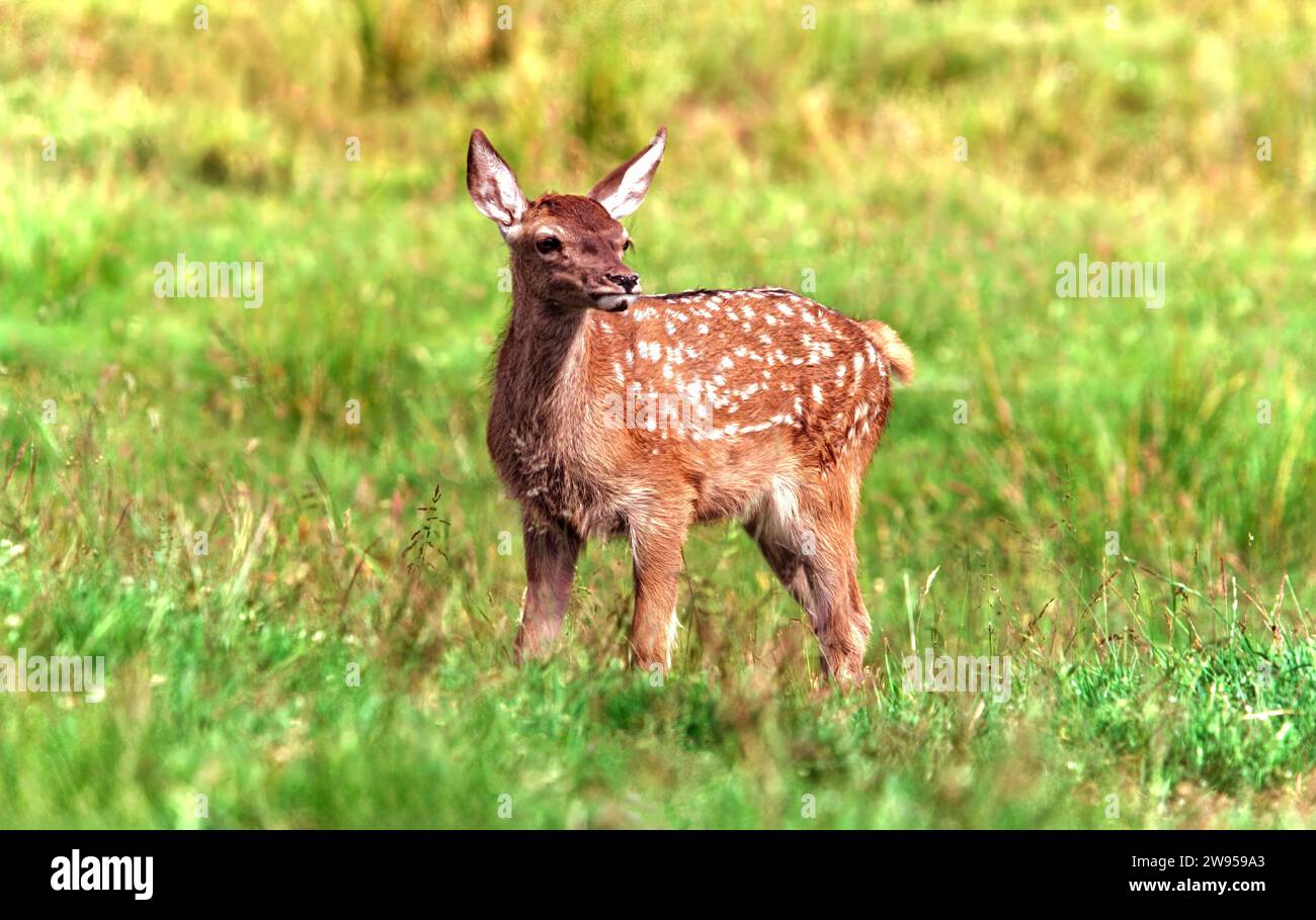 Red Deer Calf o fawn nel Cairngorms National Park in Scozia Foto Stock