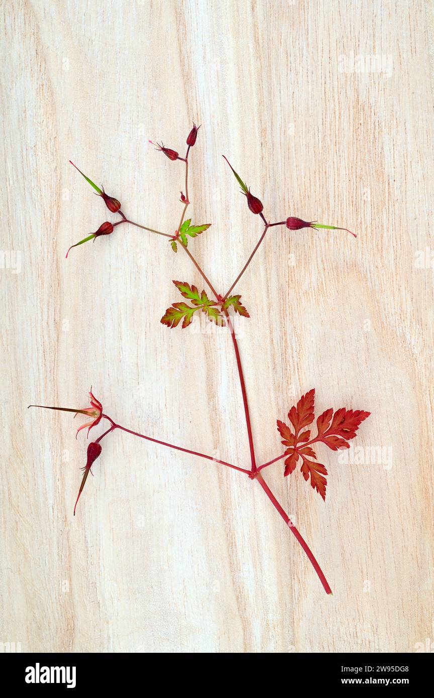 Stelo rosso e verde di Herb robert o Geranium robertianum con teste di semi appuntite e senza petali adagiati su legno pallido Foto Stock