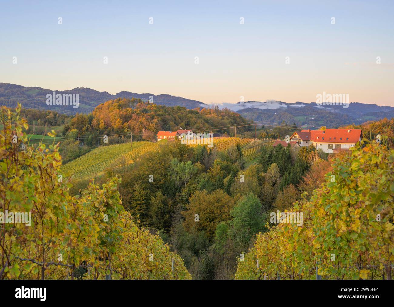 Vigneti al mattino, Glanz, Leutschach an der Weinstrasse, Stiria, Austria Foto Stock
