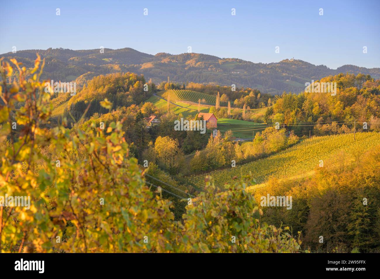 Vigneti al mattino, Glanz, Leutschach an der Weinstrasse, Stiria, Austria Foto Stock