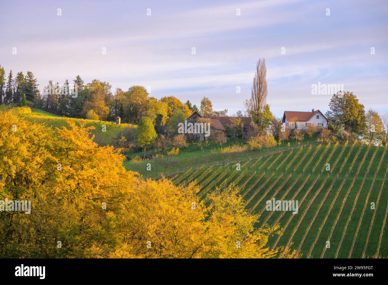 Vigneti al mattino, Glanz, Leutschach an der Weinstrasse, Stiria, Austria Foto Stock