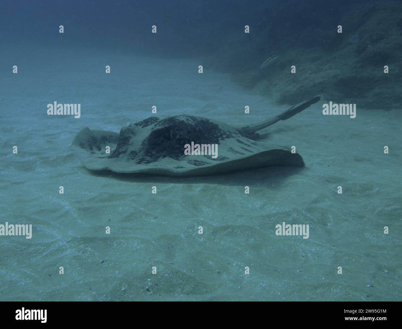 Pastinaca nera (Taeniura meyeni) in acque torbide, sito di immersione Sodwana Bay National Park, Maputaland Marine Reserve, KwaZulu Natal, Sudafrica Foto Stock