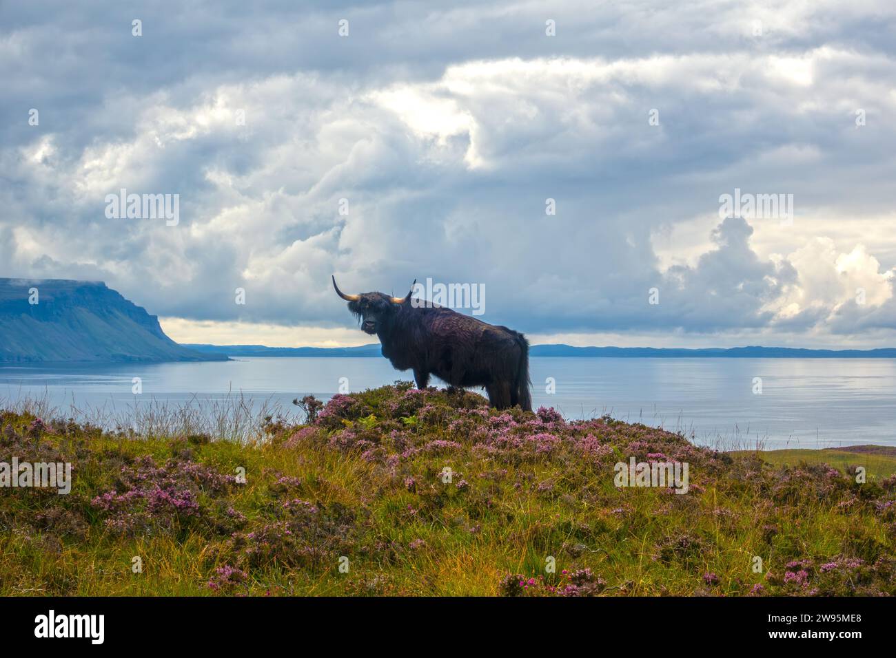 Highland Cattle a Ulva, Isola di Mull, Ebridi interne, Scozia, Regno Unito Foto Stock