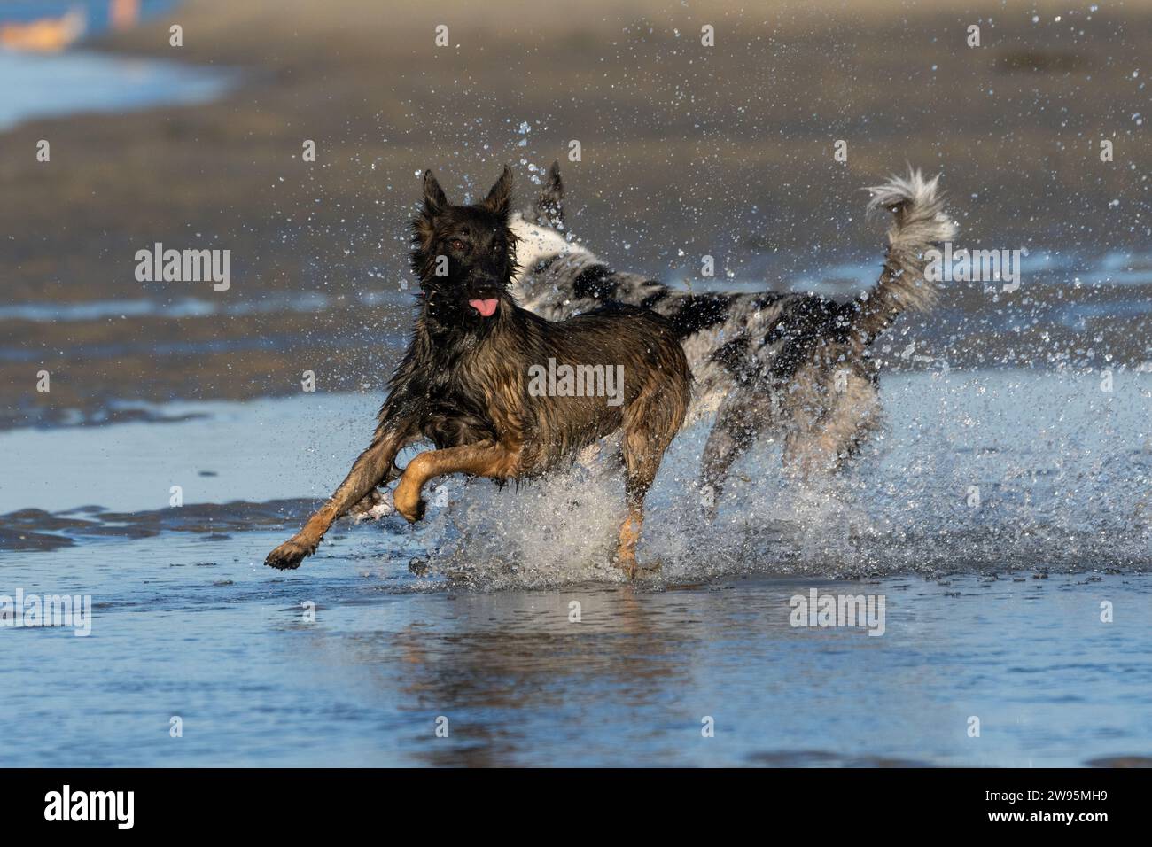 Cane belga Malinois sulla spiaggia che corre e spruzza in acqua Foto Stock