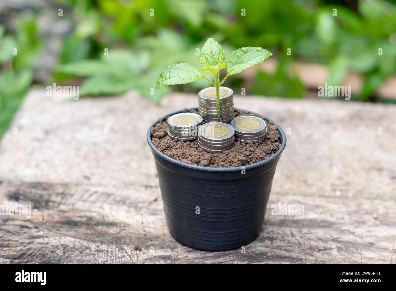 La giovane pianta verde sta crescendo in pila di monete con un buon terreno in vaso di fiori neri con sfondo naturale verde. Concetto di crescita o risparmio di denaro Foto Stock