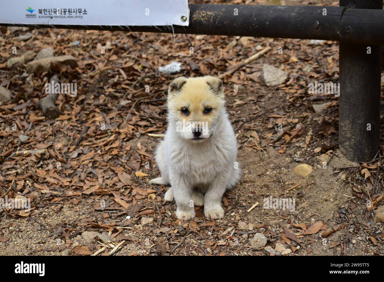 Piccolo cucciolo di cane randagio seduto a terra accanto a una recinzione di legno vicino a un sentiero escursionistico nel Parco Nazionale di Bukhansan Foto Stock