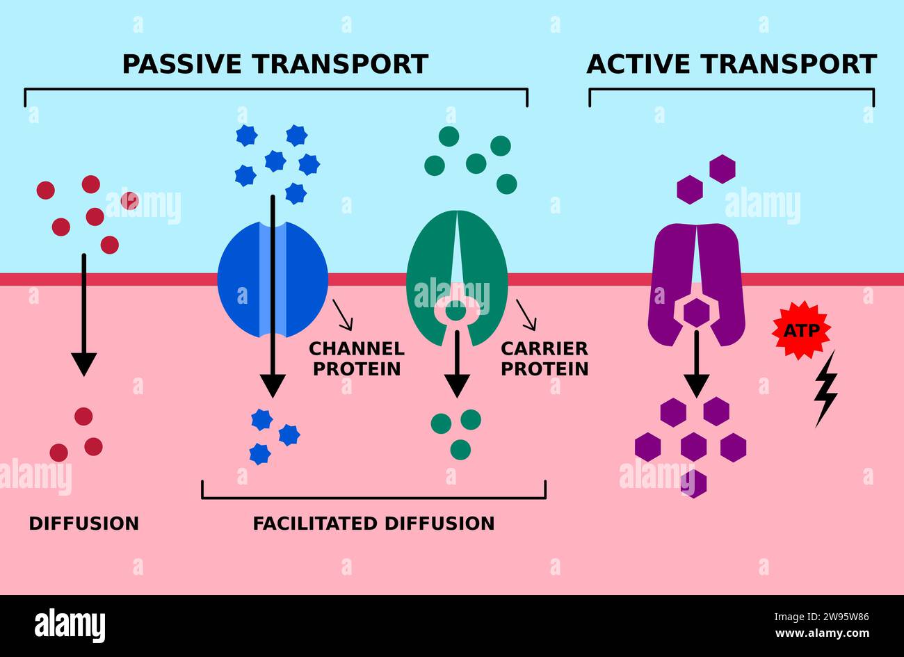 Trasporto passivo e attivo della membrana cellulare. Diffusione, diffusione facilitata, trasporto di proteine con ATP. Gradiente alto basso e basso ad alta concentrazione. Illustrazione Vettoriale