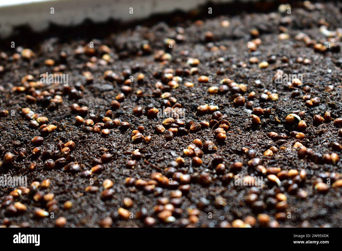 Primo piano di semi umidi che iniziano a germinare in sporco umido in un contenitore di plastica bianco Foto Stock