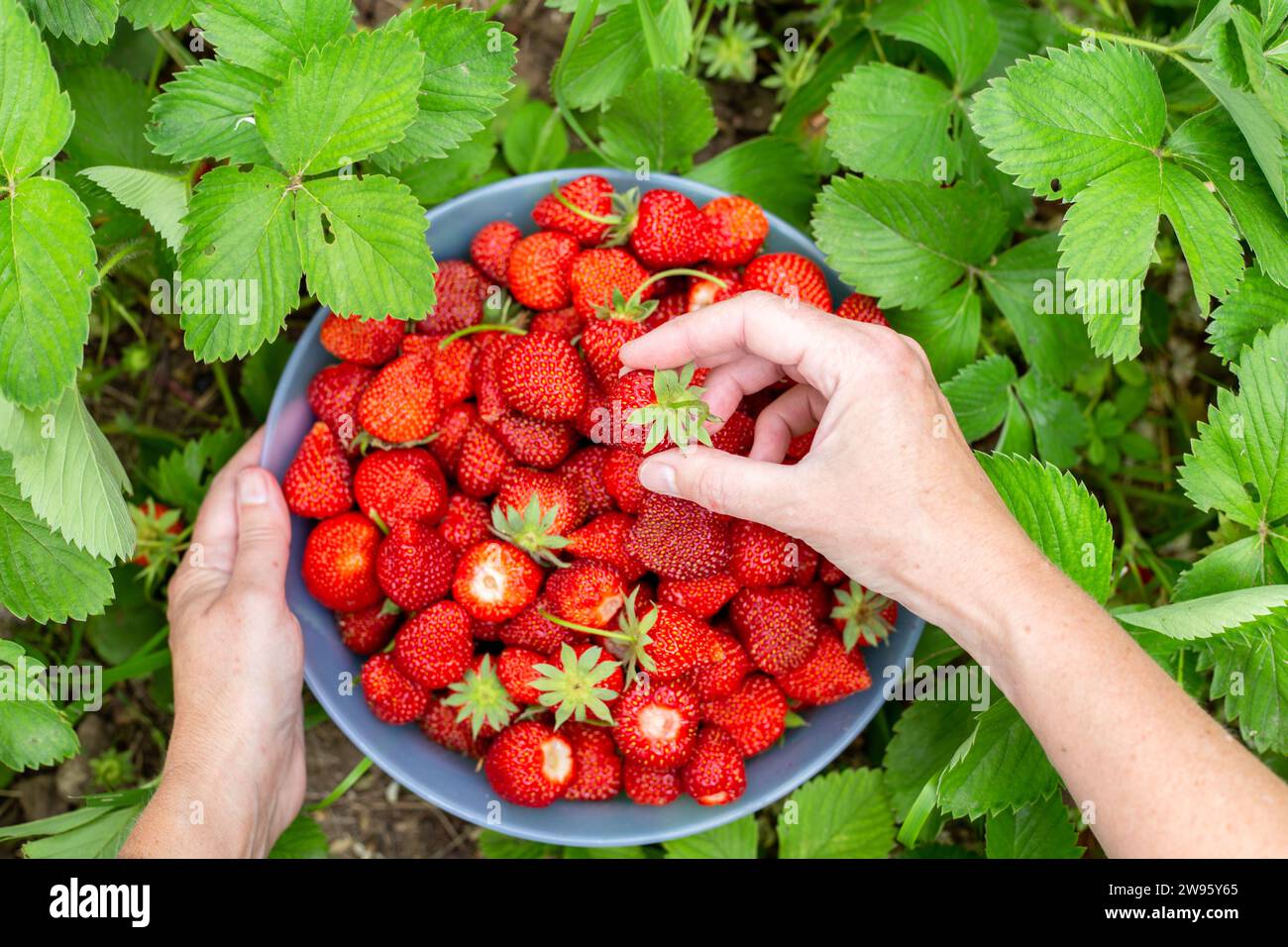 la donna raccoglie fragole rosse mature e succose in giardino, mettendole in una tazza. Coltivare e raccogliere bacche. Foto Stock