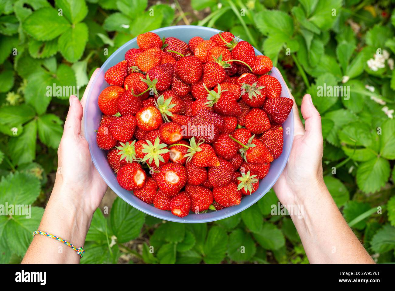 la donna tiene una fragola rossa matura e succosa in una tazza in giardino. Coltivazione e raccolta di bacche. Foto Stock