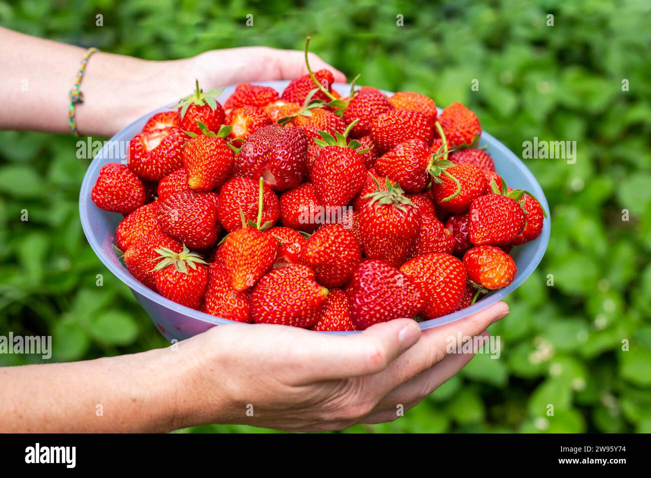 donna che tiene in giardino una tazza con fragole rosse mature e succose. Coltivare e raccogliere bacche. Foto Stock