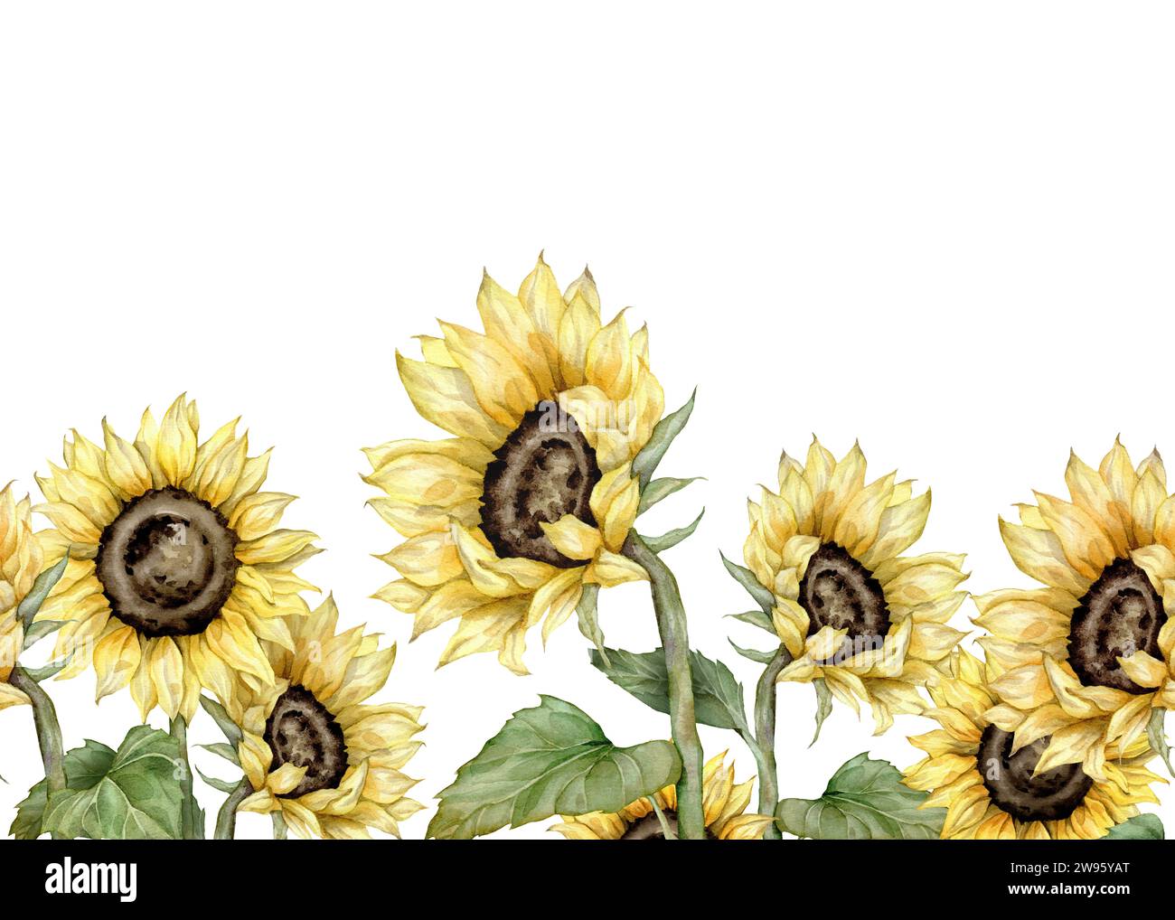 bordo senza cuciture con girasoli ad acquerello disegnati a mano. cornice di fiori autunnali. Dipinto a mano isolato su sfondo bianco. Illustrazione floreale per il design Foto Stock