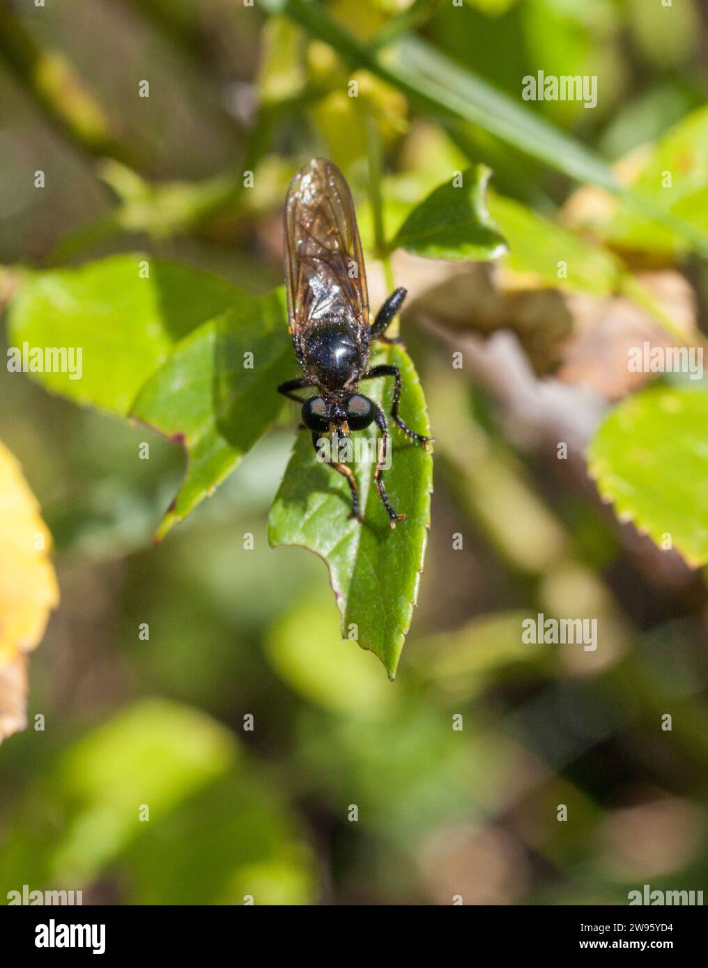 ASILIDAE Robber Fly Foto Stock