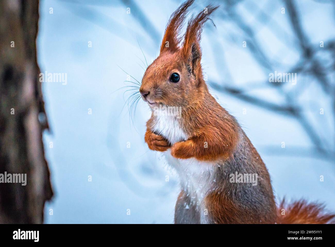 Scoiattolo rosso in piedi sulle zampe posteriori in mezzo a una foresta innevata. Foto Stock