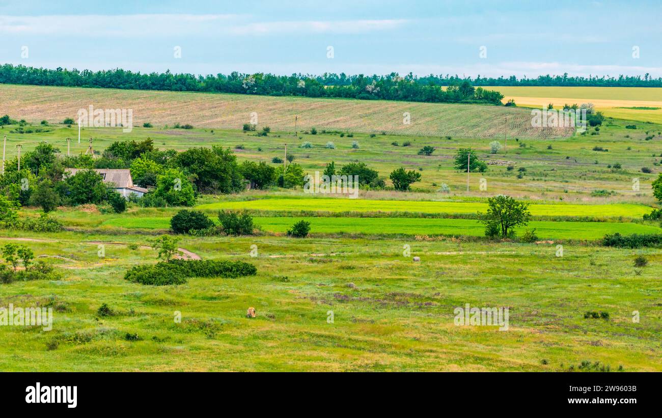 Verdi campi ucraini in primavera con una casa rurale sullo sfondo. Foto Stock