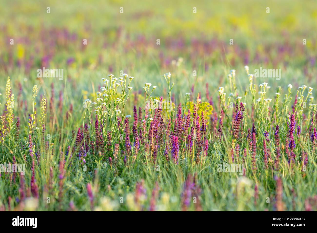 Prato selvatico in fiore con erbe medicinali colorate in primavera. Foto Stock