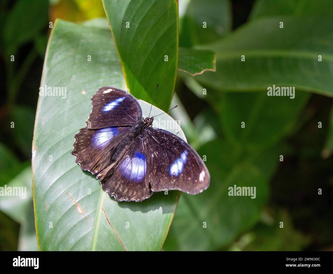 Thailand Butterfly Foto Stock
