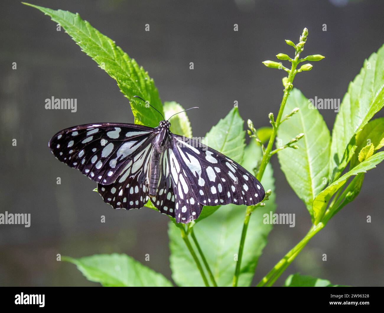 Thailand Butterfly Foto Stock