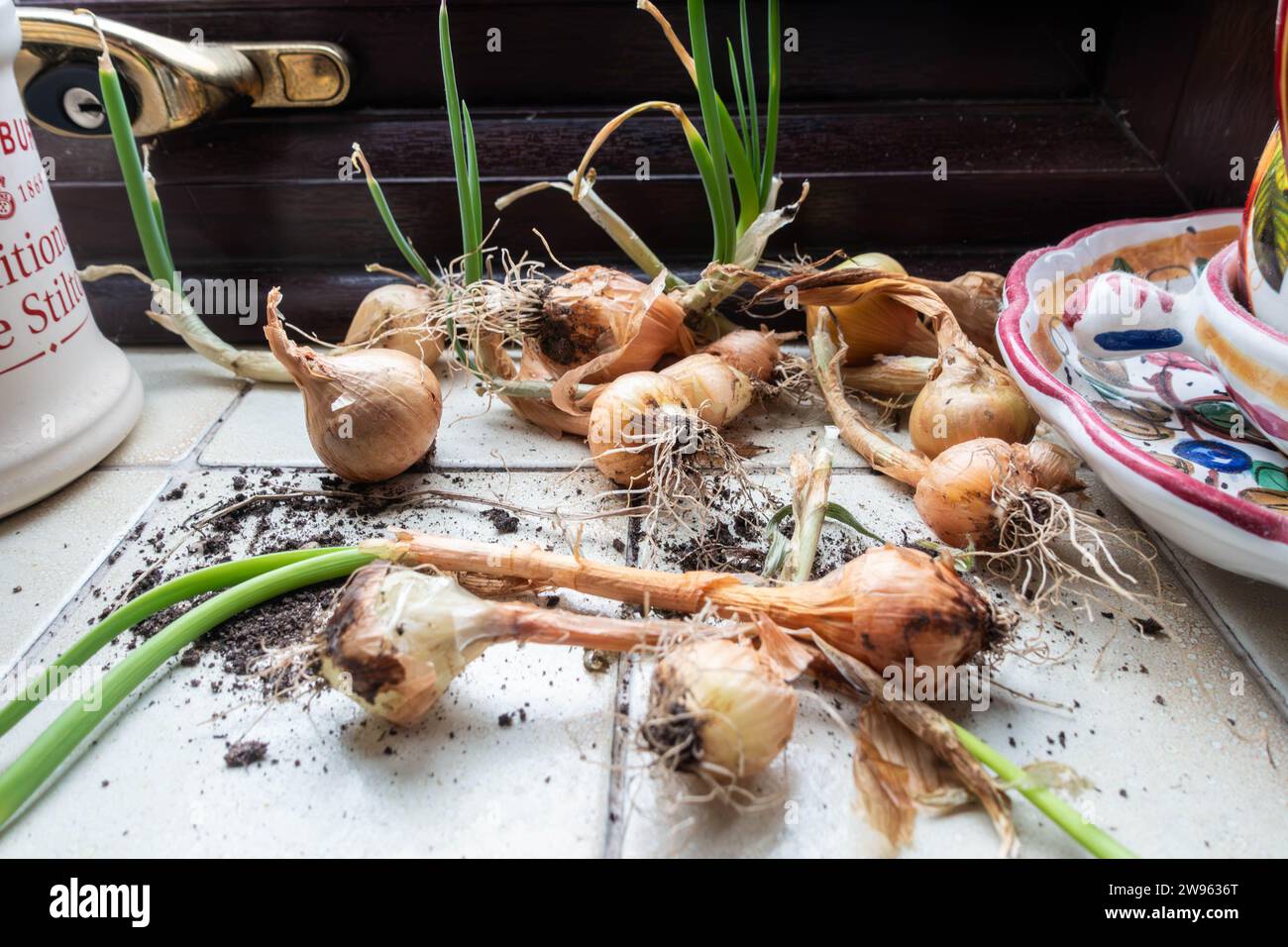 Bulbi di cipolla che spuntano sul davanzale della finestra della cucina Foto Stock