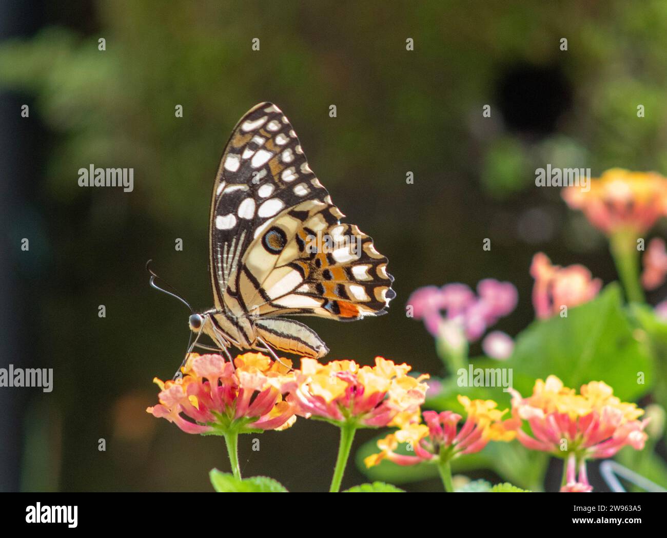 Thailand Butterfly Foto Stock