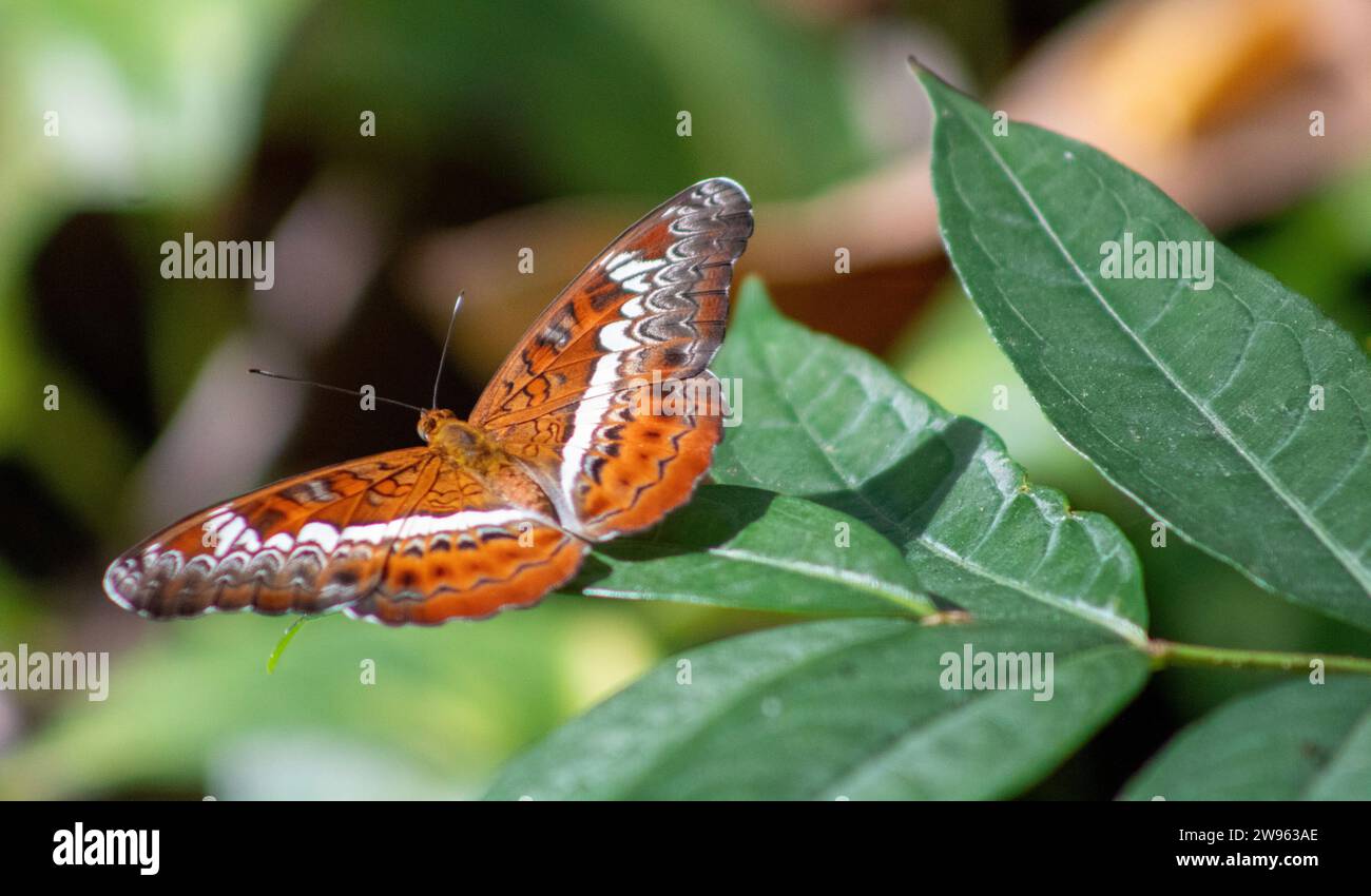 Thailand Butterfly Foto Stock