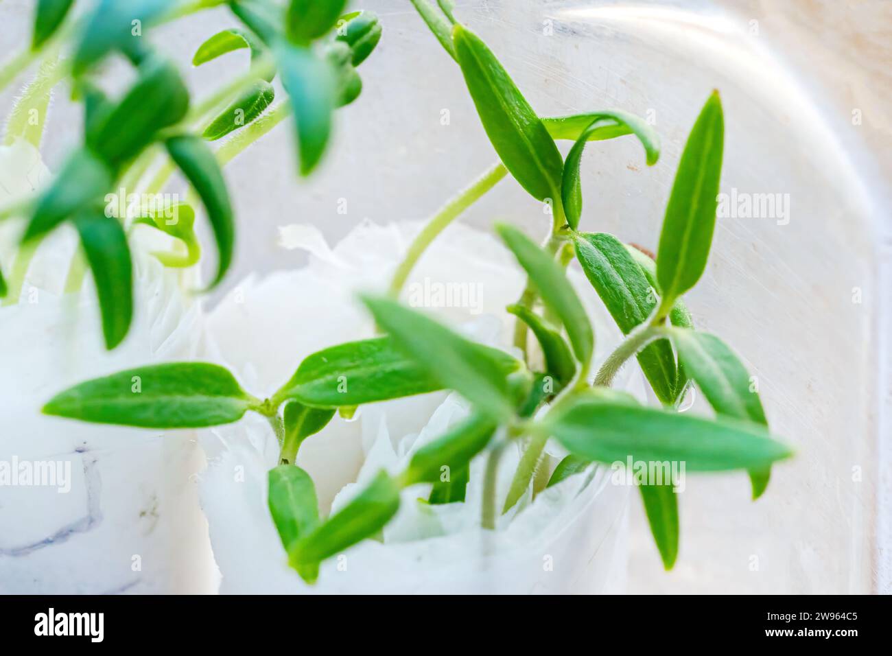 I germogli di pepe Microgreen germinati dai semi sono germinati in carta igienica in un contenitore sulla finestra. Concetto di cibo vegano e vegetariano. Vedere Foto Stock