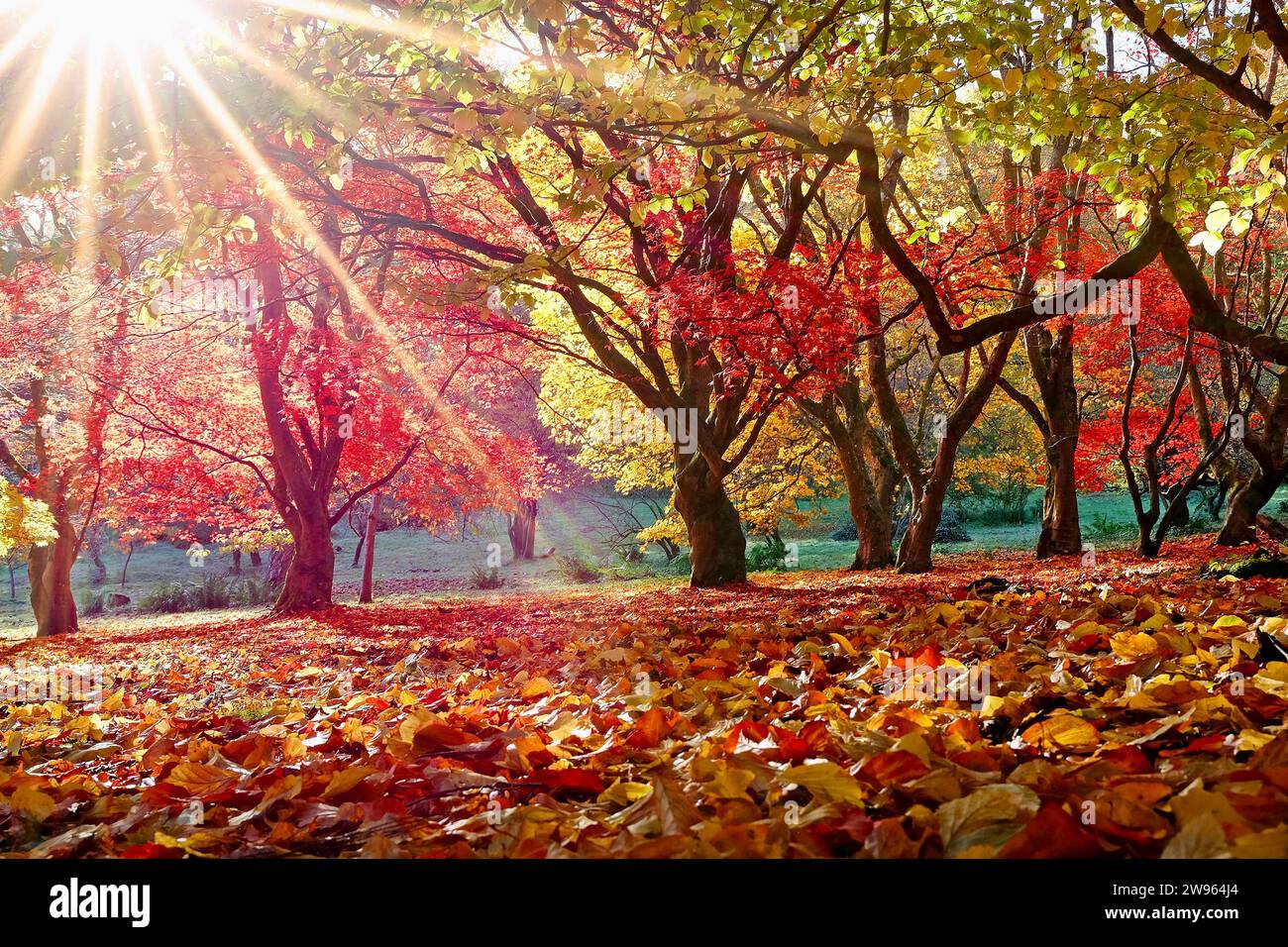 La luce del sole splende attraverso le foglie rosse e gialle del palmato Acer, o albero d'acero giapponese, durante la sua esposizione autunnale. Foto Stock