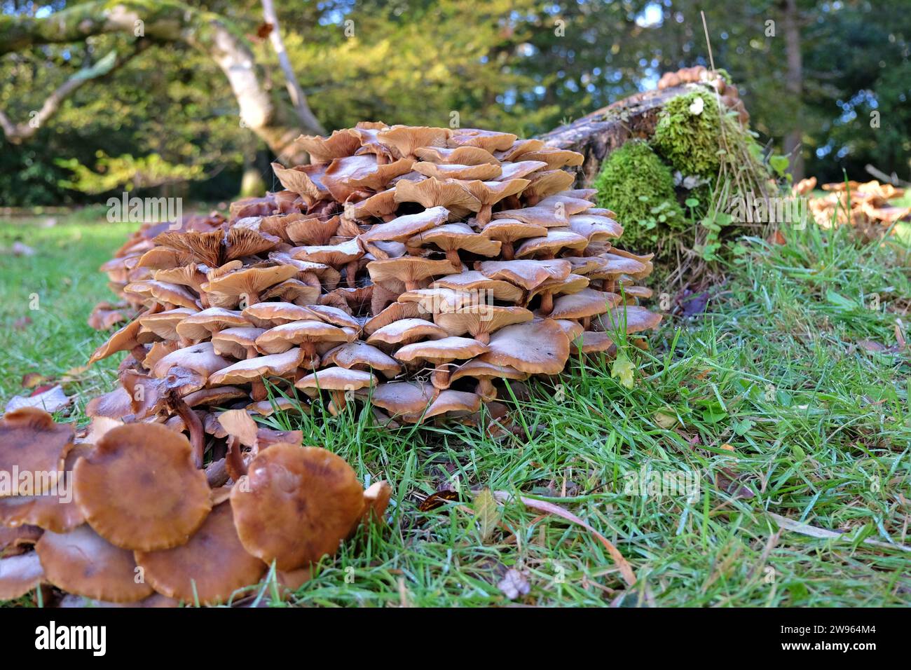 funghi funghi del miele che crescono in autunno. Foto Stock