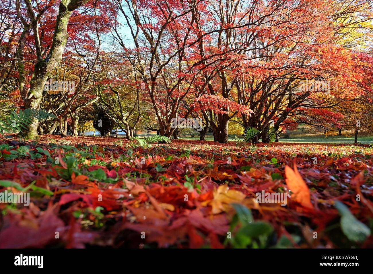 Foglie rosse e gialle cadute a terra da Acer palmatum, o acero giapponese durante la sua esposizione autunnale. Foto Stock