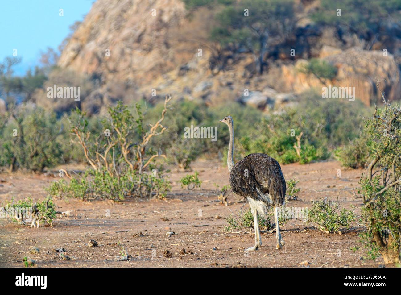 Struzzo sudafricano, Struthio camelus australis, riserva di caccia Mashatu, Botswana Foto Stock