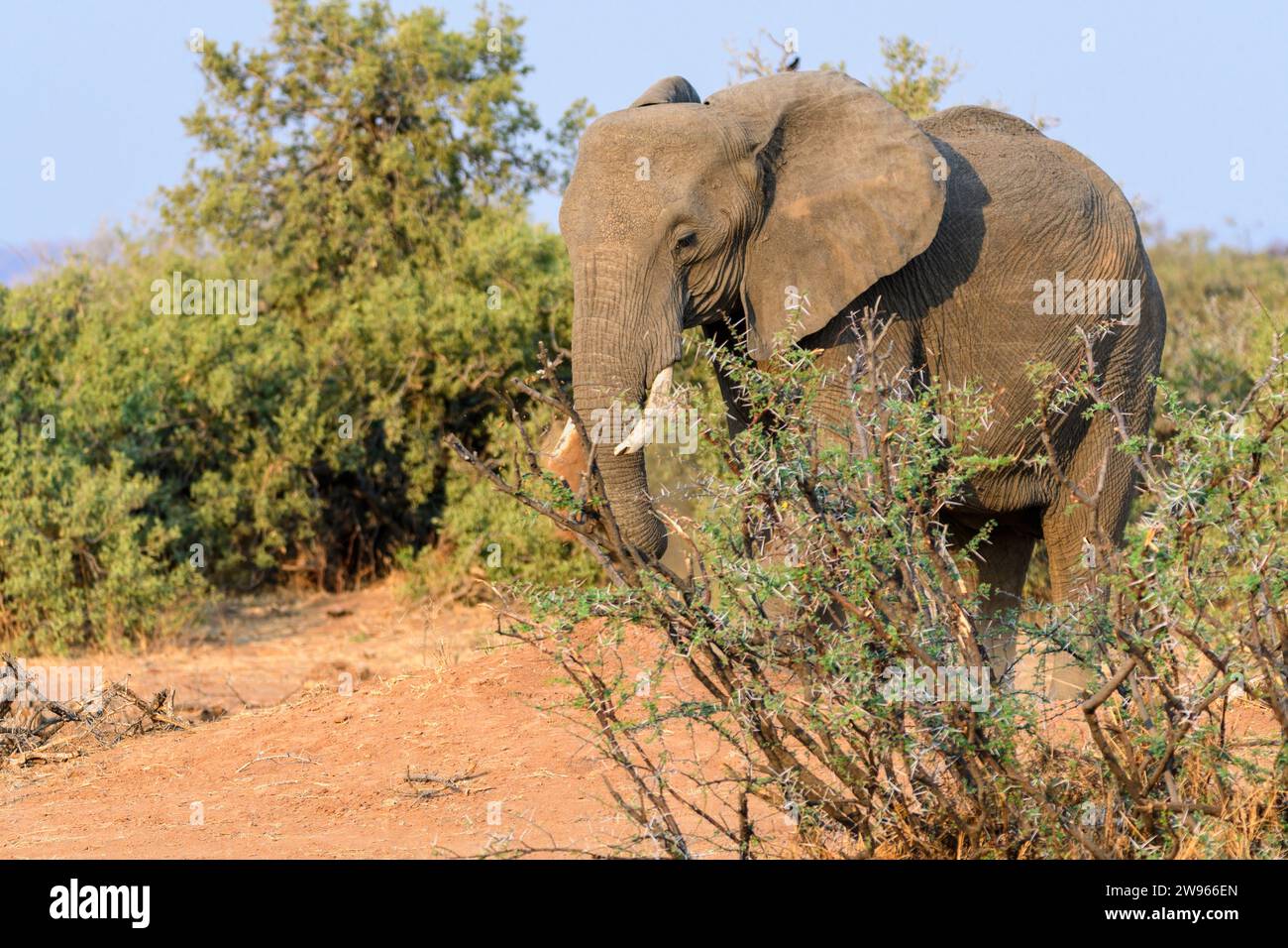 African Bush Elephant, Loxodonta africana, Mashatu Game Reserve, Botswana Foto Stock