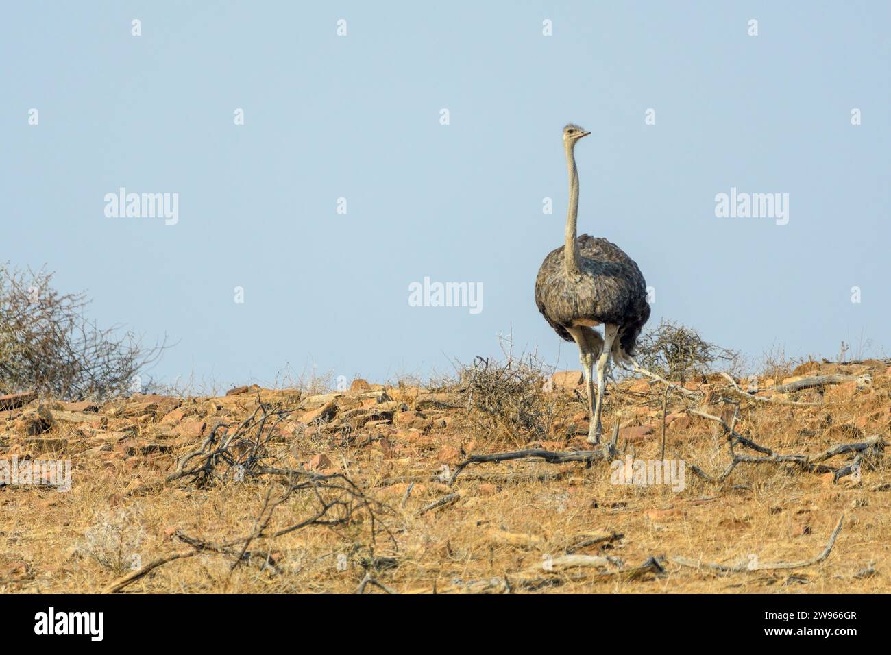 Struzzo sudafricano, Struthio camelus australis, riserva di caccia Mashatu, Botswana Foto Stock