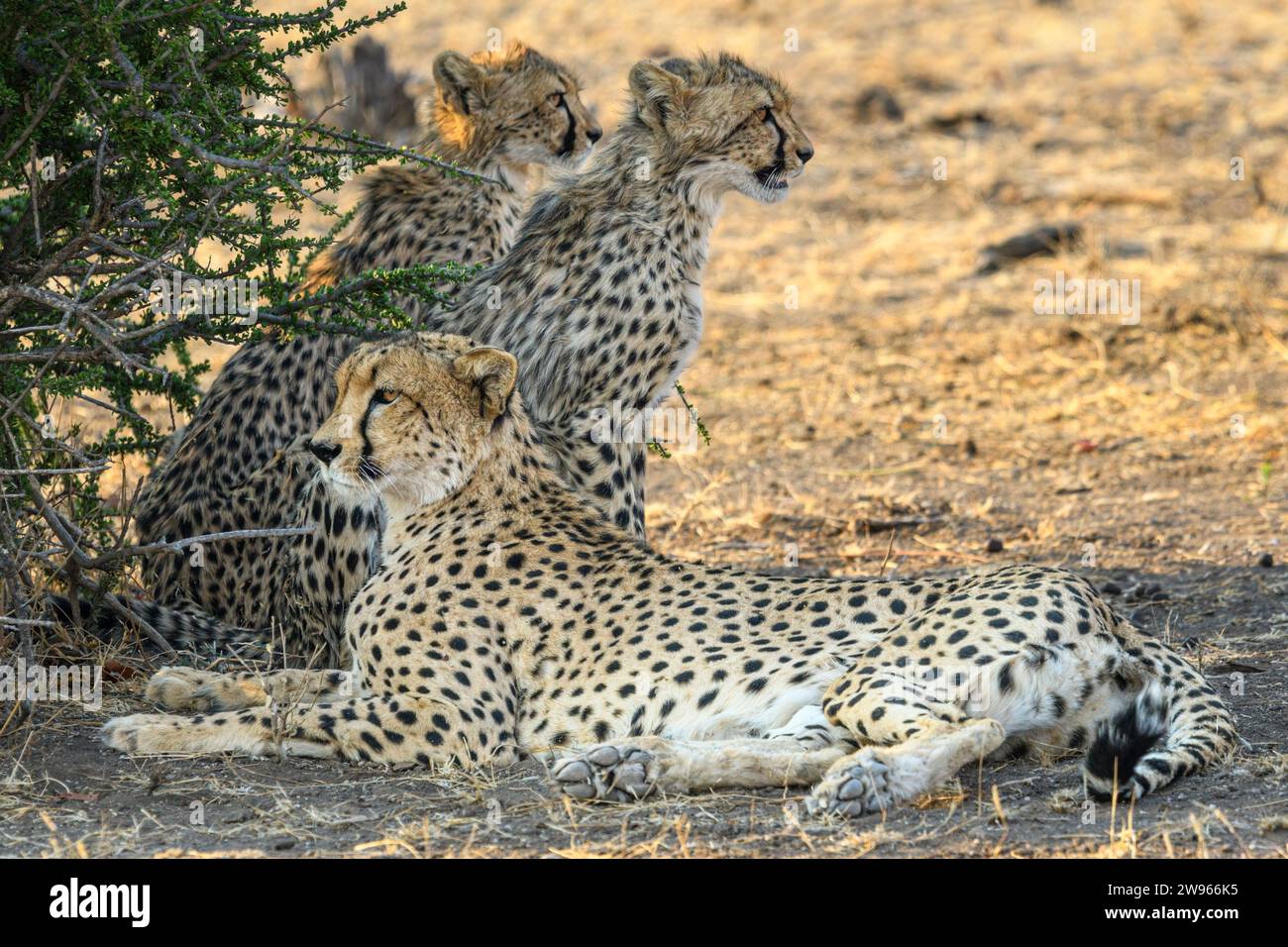 Ghepardo femminile, Acinonyx jubatus, con prole, riserva di caccia Mashatu, Botswana Foto Stock