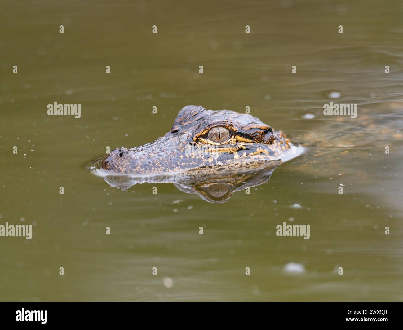 Un piccolo alligatore americano che nuota nell'acqua di palude verde oliva con solo la testa chiaramente visibile. Foto Stock