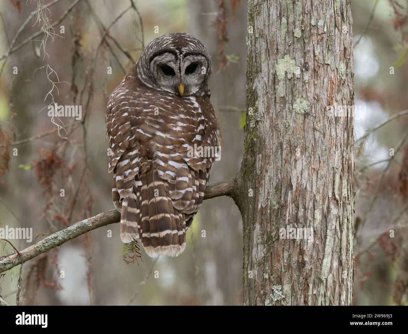 Gufo barrato che riposa in un cipresso calvo in una palude in Louisiana. Bird sta guardando in basso sulla sua spalla, davanti alla telecamera. Foto Stock