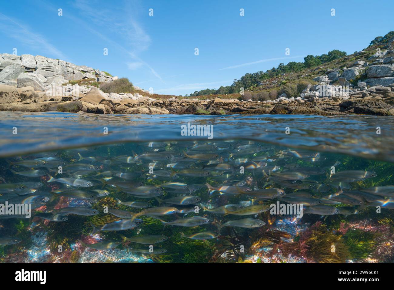 Banchi di pesci sott'acqua (bogue) e la costa, vista oceano Atlantico diviso sulla superficie sott'acqua, Spagna, Galizia, Rias Baixas, scenario naturale Foto Stock
