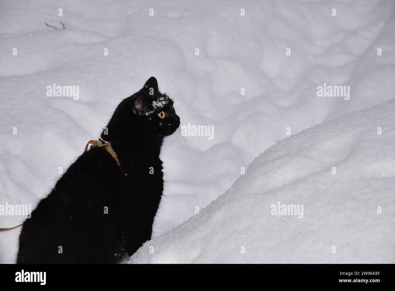 gattino nero nel giardino invernale Foto Stock