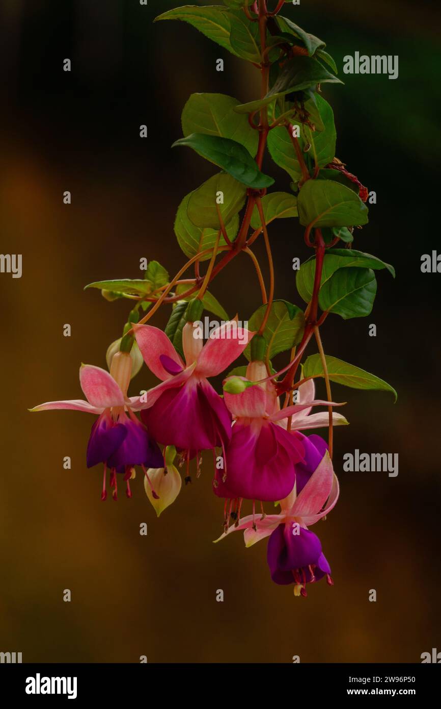 I fiori esplodono in una vibrante sinfonia di sfumature, il caleidoscopio della natura dipinge la gioia con ogni petalo: Una colorata danza della vita. Foto Stock