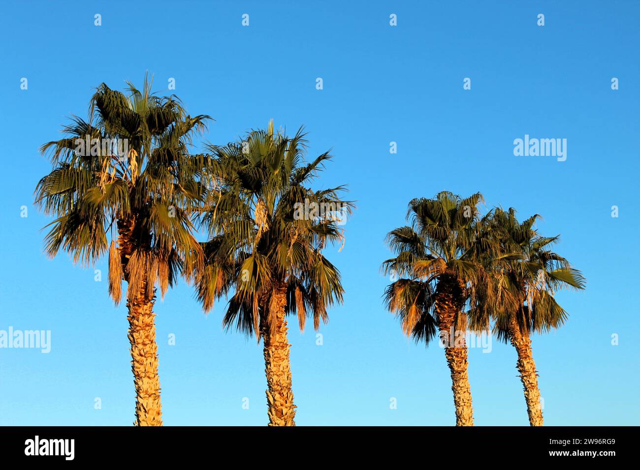 Palme nel deserto, cielo azzurro e palme sul mare Foto Stock