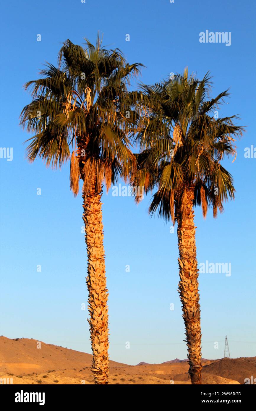 Palme nel deserto, cielo azzurro e palme sul mare Foto Stock