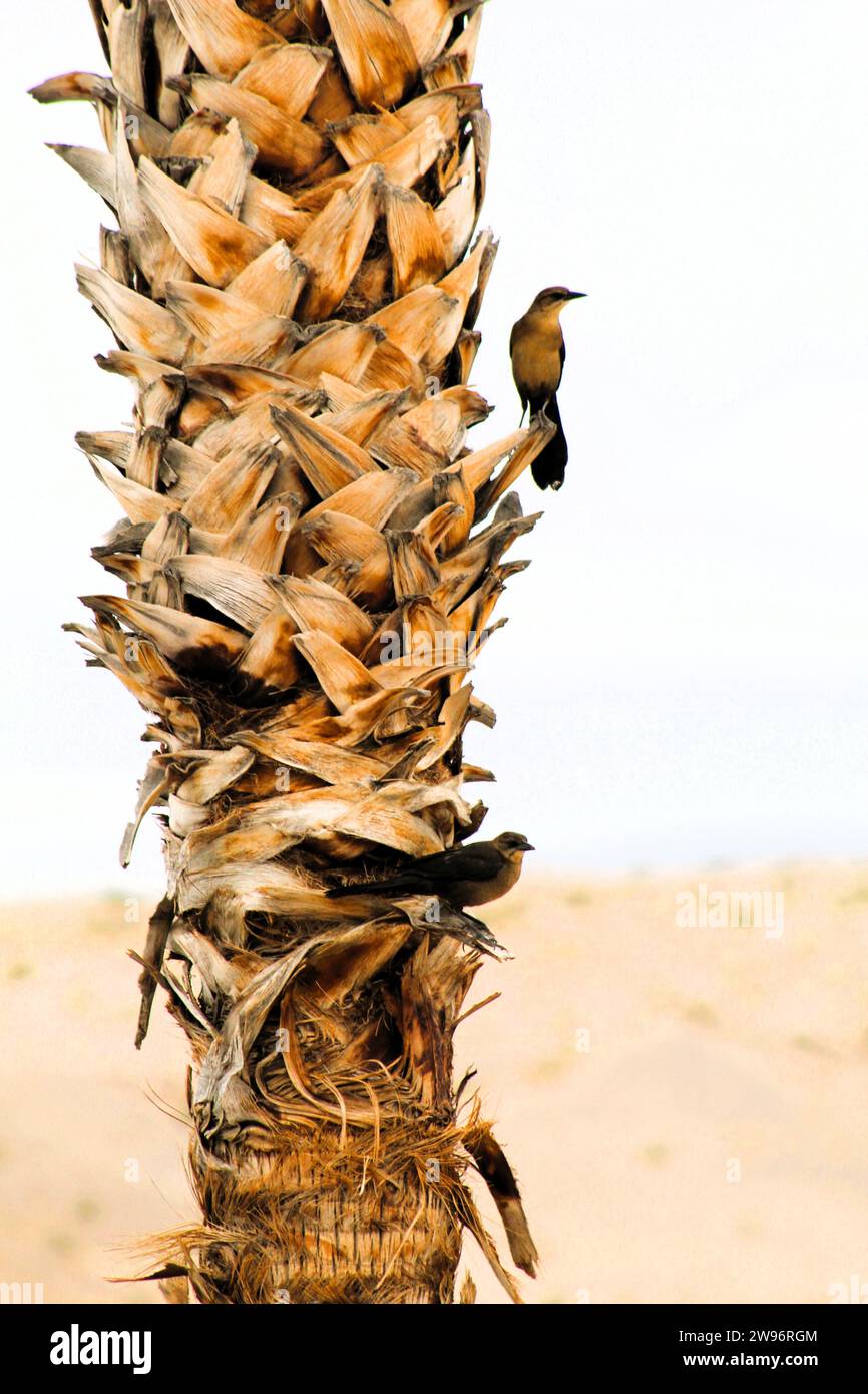 Numerose femmine di uccelli neri in posa tra le palme del fiume Colorado, Bullhead City, AZ e Laughlin NV Foto Stock