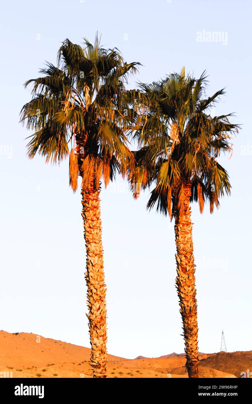 Palme nel deserto, cielo azzurro e palme sul mare Foto Stock