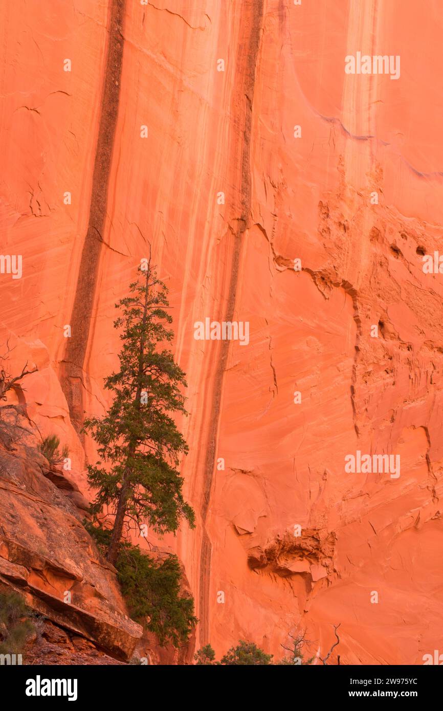 Stati Uniti; Ostertag; Utah e Colorado Plateau; rocce rosse; High Desert; Scalone; Escalante Monumento Nazionale; Burr Trail Scenic Byway; lungo C Foto Stock